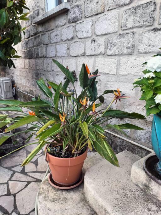 Charmant Appart Avec Jardin Aigues-Mortes Kültér fotó